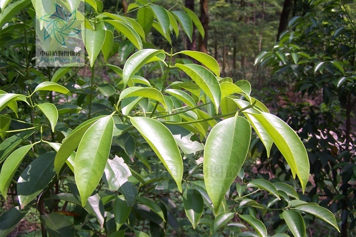 Beilschmiedia percoriacea